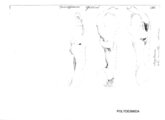 Strongylosoma greeni, author: Henry W. Bremann, Henri Ribaut, Maria Prin, Jean-Paul Mauri et al. (1890-1999): Bremann iconographic file & successors
