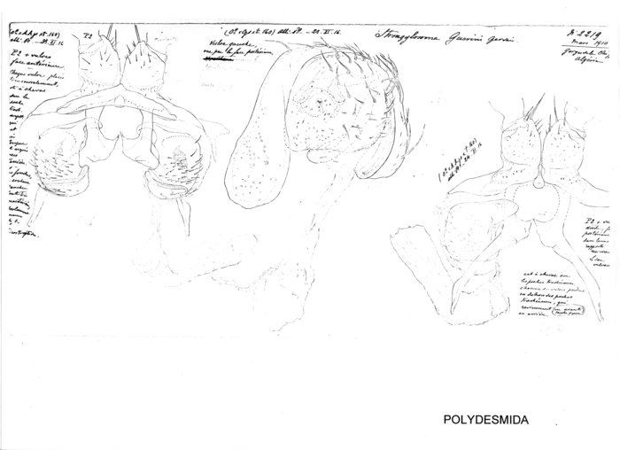 Strongylosoma guerini