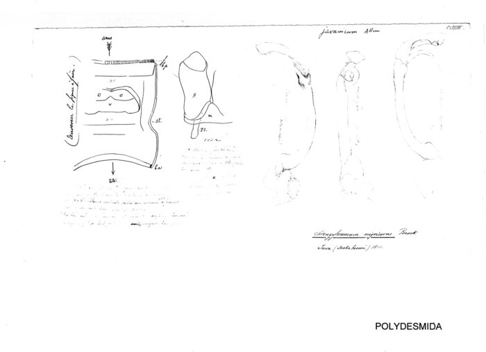 Strongylosoma javanicum