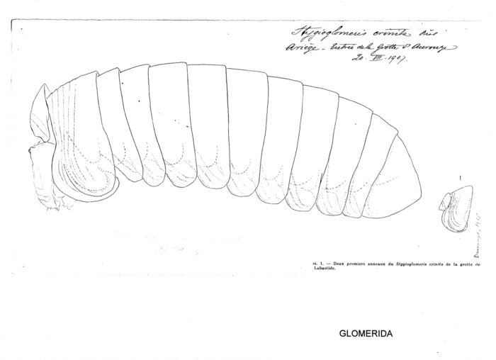 Stygioglomeris crinita