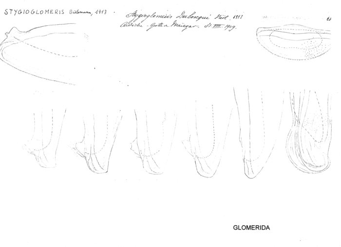 Stygioglomeris duboscqui