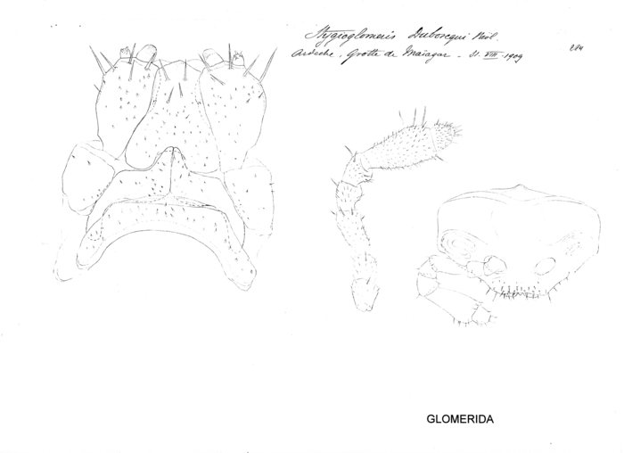 Stygioglomeris duboscqui