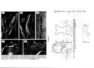 Symphyoiulus impartitus