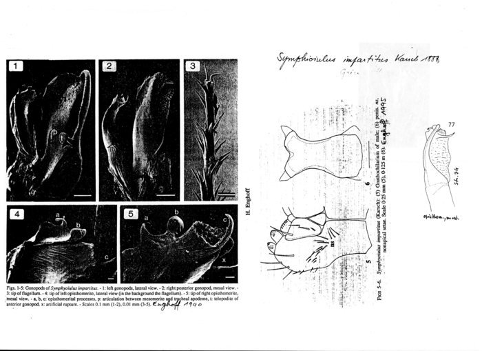 Symphyoiulus impartitus