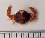 Decapoda
