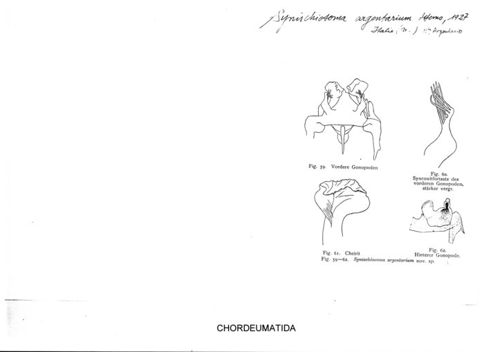 Synischiosoma argentarium