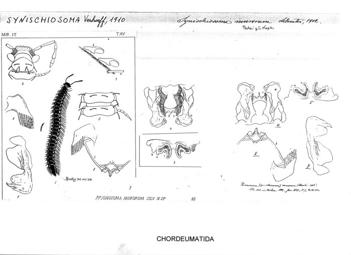 Synischiosoma murorum