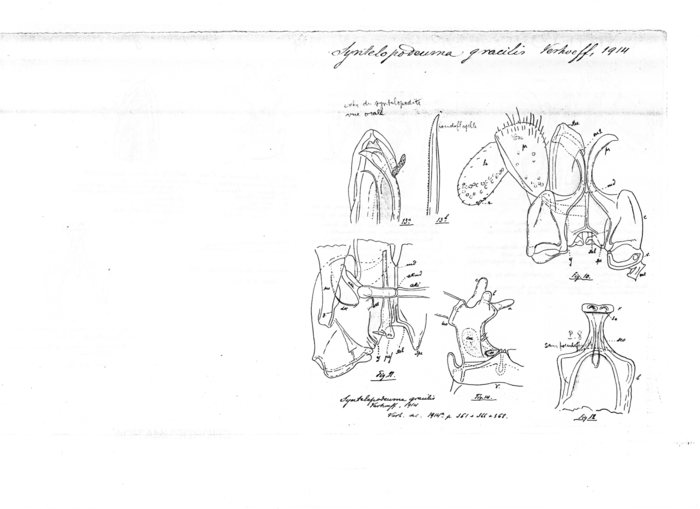 Syntelopodeuma gracilis