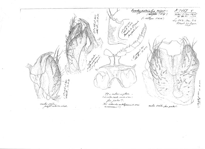 Tachypodoiulus niger