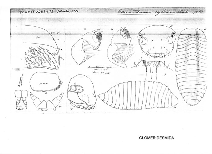 Termitodesmus ceylonicus