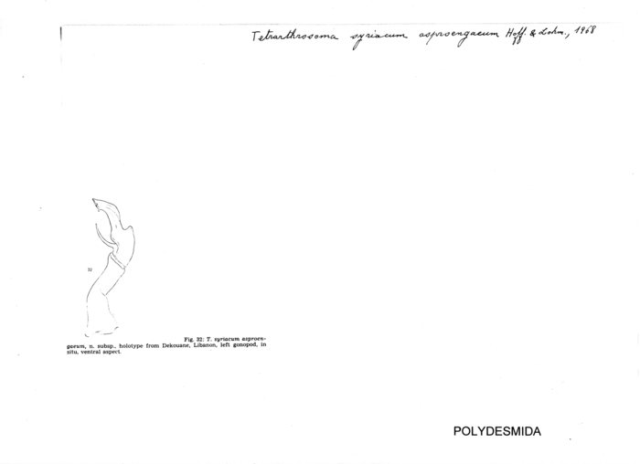 Tetrarthrosoma syriacum asproengaeum