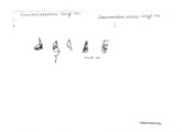 Thaumaceratopus cervinus, author: Henry W. Bremann, Henri Ribaut, Maria Prin, Jean-Paul Mauri et al. (1890-1999): Bremann iconographic file & successors