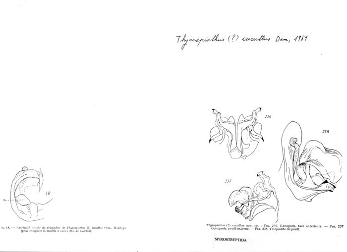 Thyropisthus cucullus