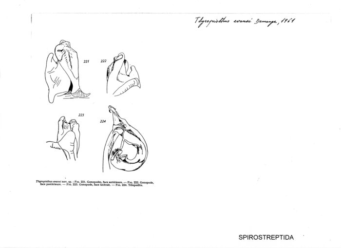 Thyropisthus evansi