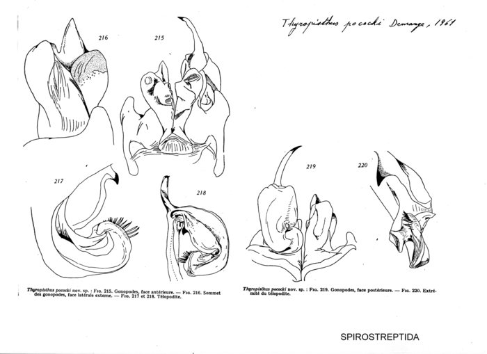 Thyropisthus pococki