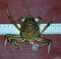 Hyas araneus (Linnaeus, 1758), author: IMARES