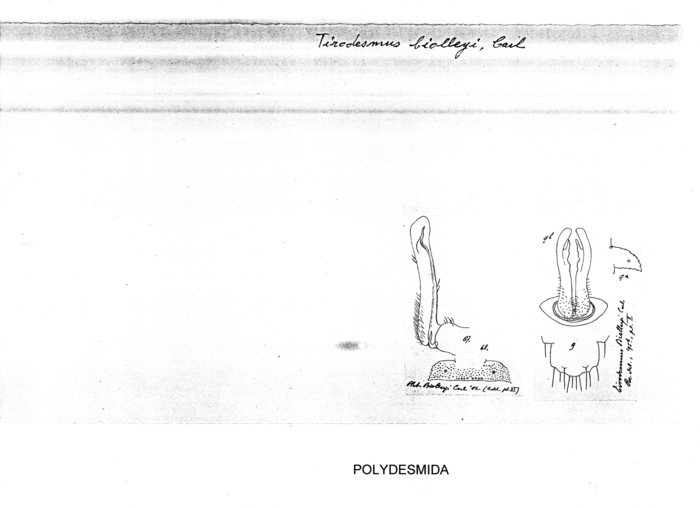 Tirodesmus biolleyi