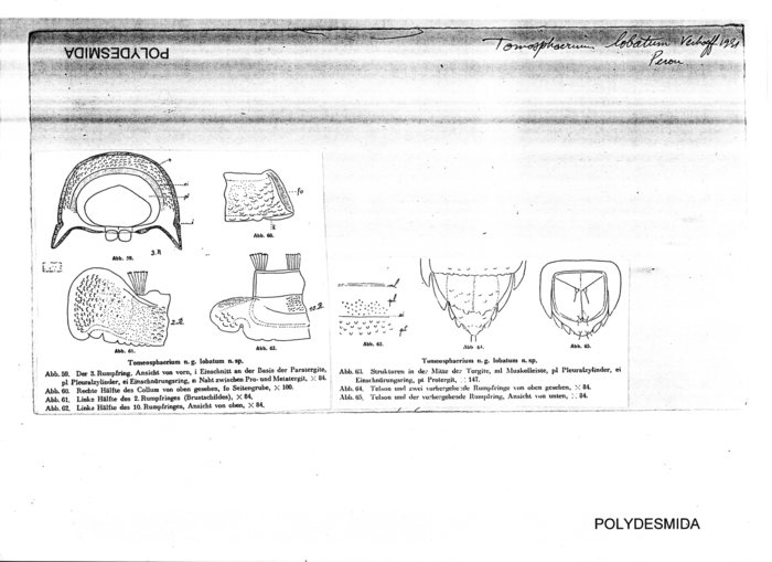 Tomeosphaerium lobatum