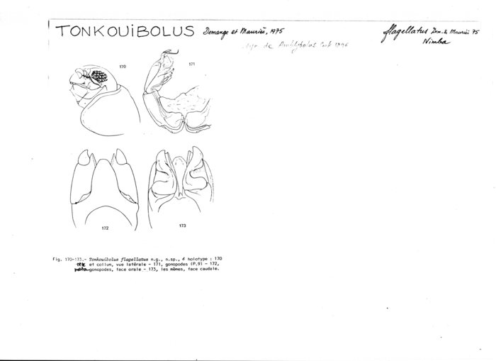 Tonkouibolus flagellatus