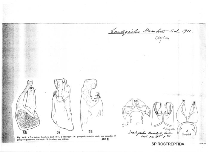 Trachyiulus humberti