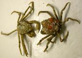 Hyas araneus (Linnaeus, 1758), author: IMARES