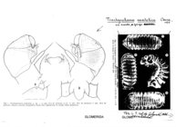 Trachysphaera anatolica