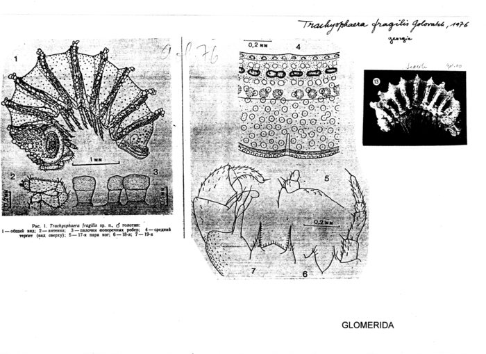 Trachysphaera fragilis