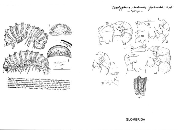 Trachysphaera minuta