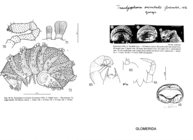 Trachysphaera orientalis