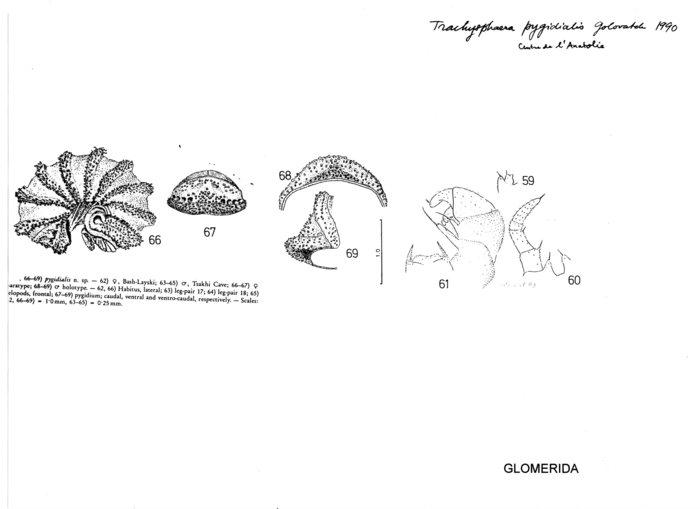 Trachysphaera pygidialis