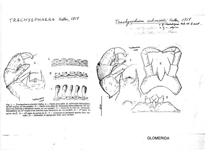 Trachysphaera schmidtii