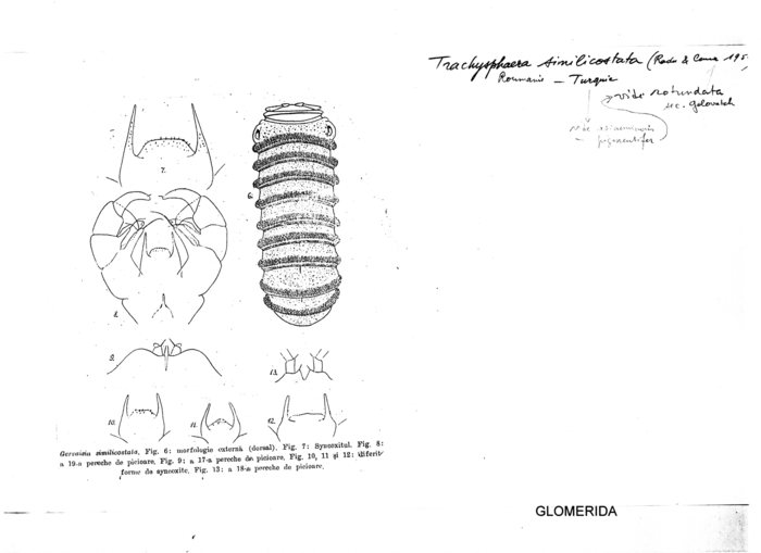 Trachysphaera similicostata