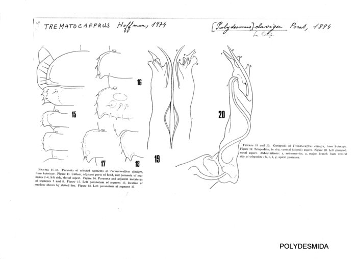 Trematocaffrus claviger