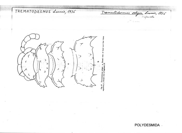 Trematodesmus setiger