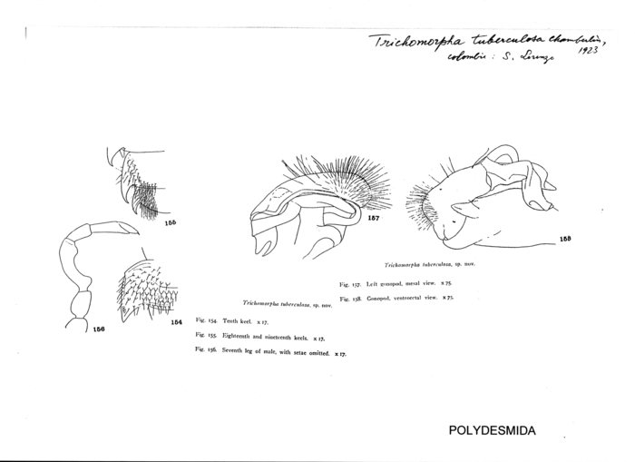 Trichomorpha tuberculosa