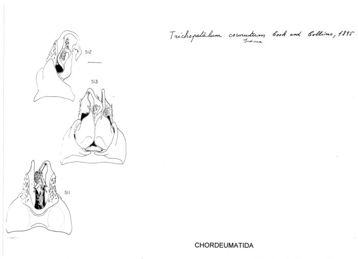 Trichopetalum cornutum