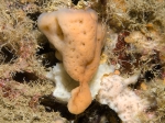 Porifera (sponges)