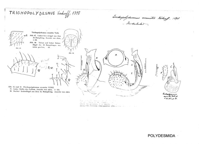 Trichopolydesmus eremitis