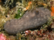 Chondrosia reniformis