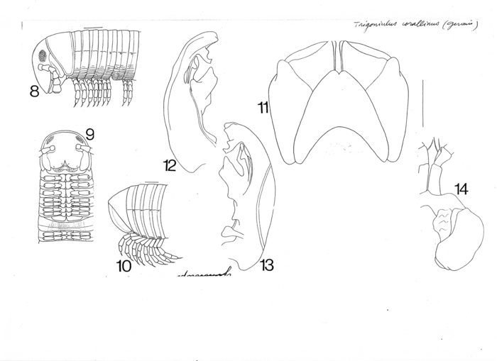 Trigoniulus corallinus