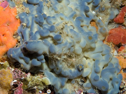 Oscarella lobularis Oscarella lobularis