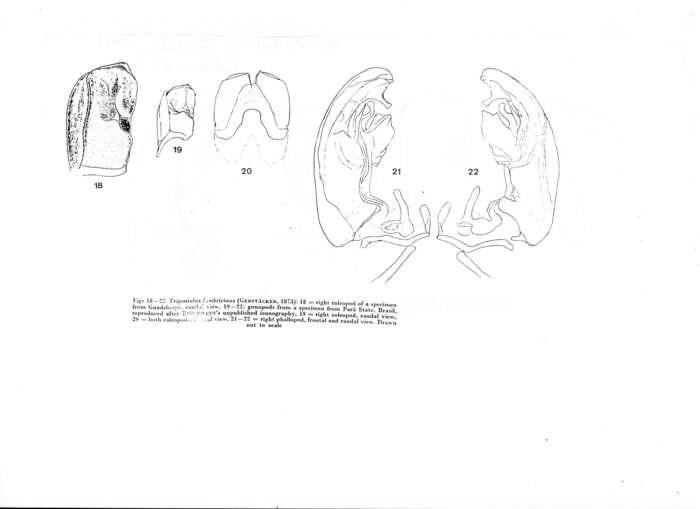 Trigoniulus lumbricinus