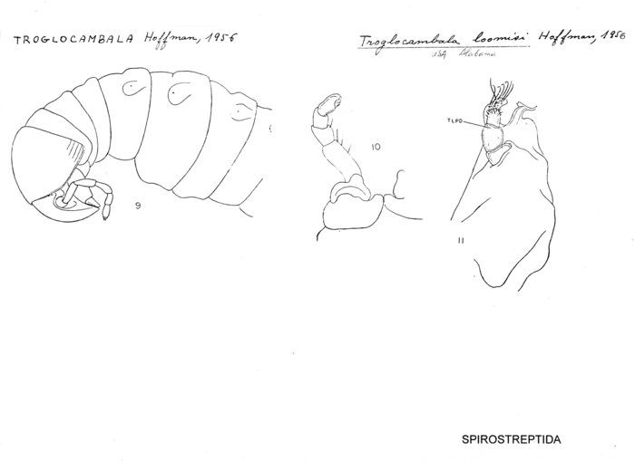 Troglocambala loomisi