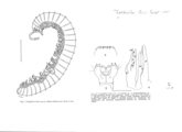 Trogloiulus binii, author: Henry W. Bremann, Henri Ribaut, Maria Prin, Jean-Paul Mauri et al. (1890-1999): Bremann iconographic file & successors