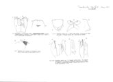 Trogloiulus vailatii, author: Henry W. Bremann, Henri Ribaut, Maria Prin, Jean-Paul Mauri et al. (1890-1999): Bremann iconographic file & successors