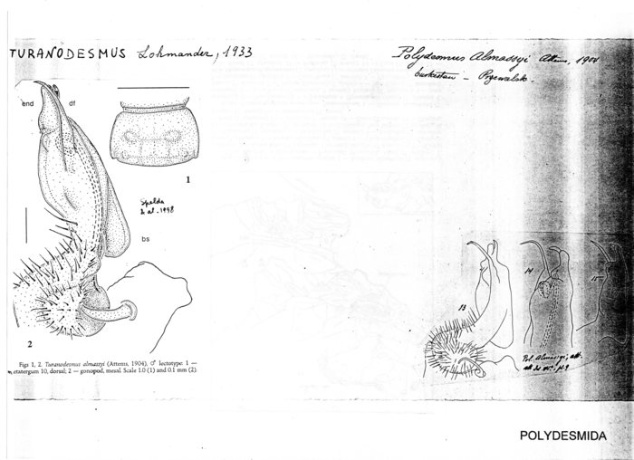 Turanodesmus almassyi