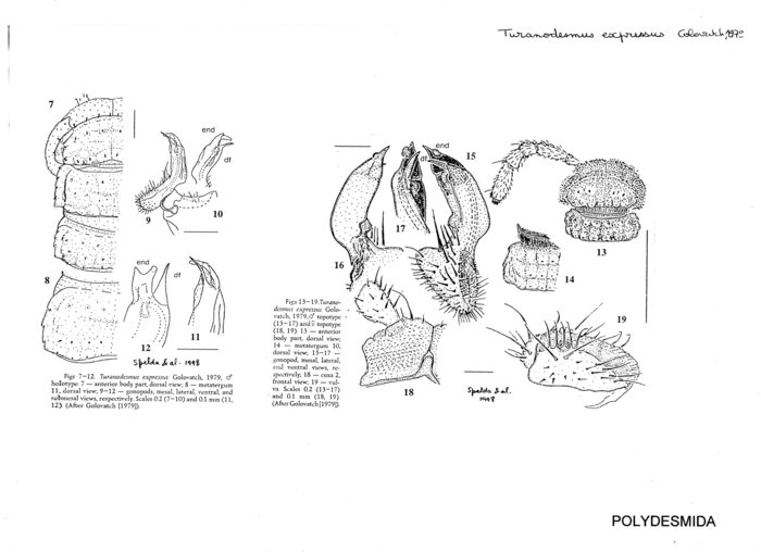 Turanodesmus expressus