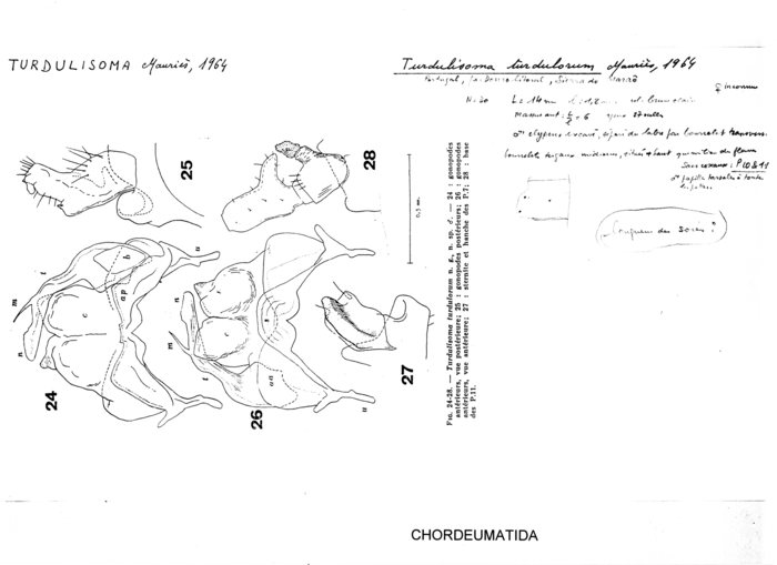 Turdulisoma turdulorum