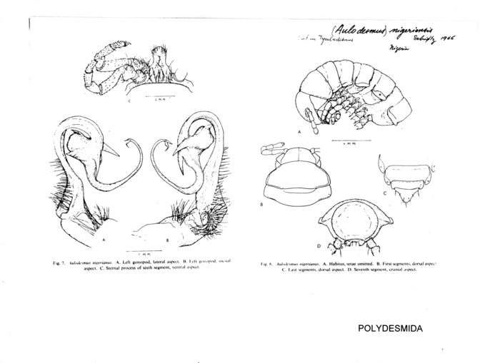 Aulodesmus nigeriensis