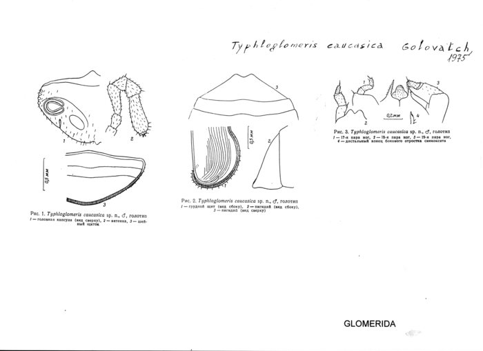 Typhloglomeris caucasica